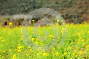 Canola field