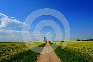 Canola field