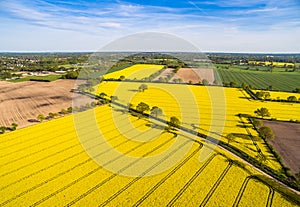 Canola Field Aerial View