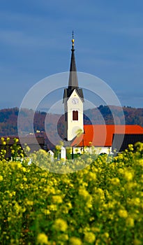 Canola Field In Autumn