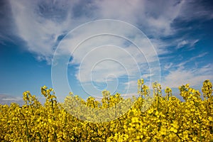 Canola field with beautiful blue sky and clouds
