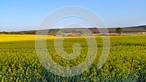 Canola field . biofuels. wide angle.