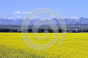 Canola Field In Bloom Alberta