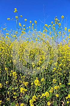 Canola field in bloom in springtime