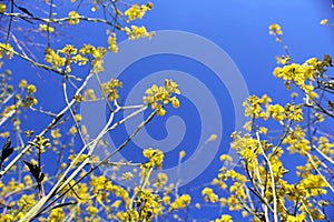 Canola field in bloom under blue sky