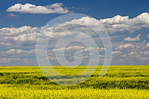 Yellow Canola Field In Bloom Alberta