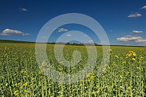 Canola field and blue cloudy sky