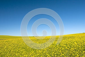 Canola field with blue sky photo