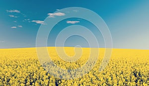 Canola Field Blue Sky