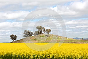 Canola field at the bottom on a small rocky hillside in rural Australia