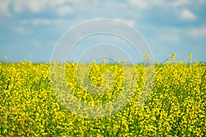 Canola Field in Calgary Alberta ready for harvest photo