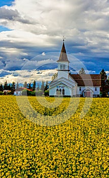 Canola Field and Church