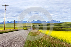 Canola Field Country Road Alberta