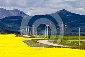 Canola Field Country Road Alberta