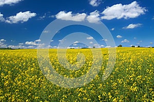 Canola field with cumulus photo