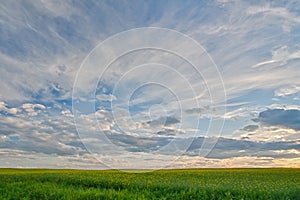 Canola Field at Dusk