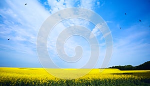 Canola field; ecology biofuel; blue sky over yellow field