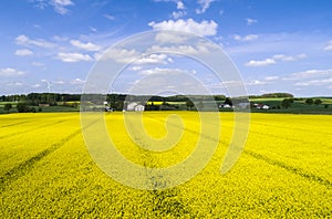 Canola field with farm and windcraft in the background - rural area in Germany