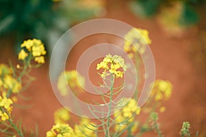 Canola field in full bloom close up