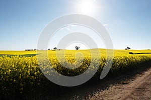 Canola Field in full Spring Bloom