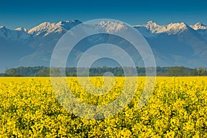 Canola field and high snowy mountains,Fagaras,Carpathians,Romania