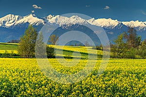 Canola field and high snowy mountains,Fagaras,Carpathians,Transylvania,Romania