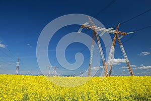 Canola field with high-voltage power lines at sun. Canola biofuel, organic photo