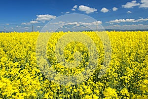 Canola field with high-voltage power lines at sun. Canola biofuel, organic photo
