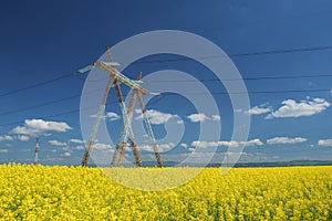 Canola field with high-voltage power lines at sun. Canola biofuel, organic photo