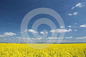 Canola field with high-voltage power lines at sun. Canola biofuel, organic photo