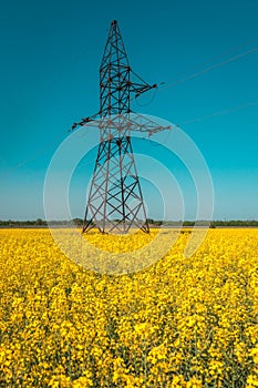 Canola field with high-voltage  power lines at sunset. Canola biofuel