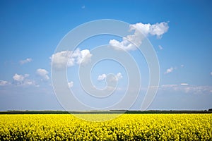 Canola field landscape