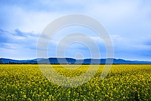 Canola field landscape