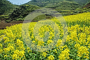 Canola field landscape