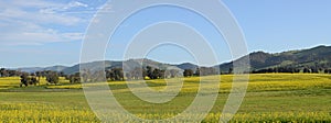 Canola Field Landscape