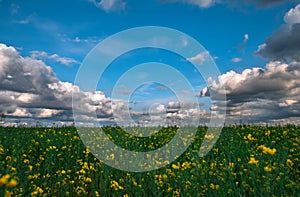 Canola field, landscape on a background of clouds. Canola biofuel
