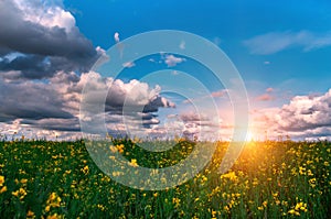 Canola field, landscape on a background of clouds. Canola biofuel at sunset