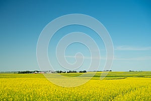 Canola Field Landscape in Calgary Alberta