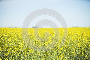 Canola Field Landscape in Calgary Alberta focus on foreground
