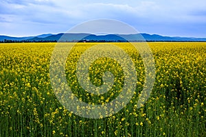 Canola field landscape