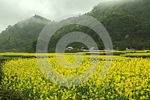 Canola field landscape photo