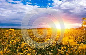 Canola field, landscape at sunset. Canola biofuel.