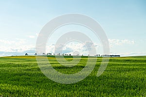 Canola field landscape with trees on the Horizon