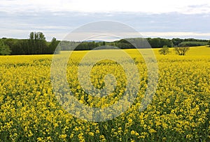 Canola Field in Minden,Germany photo