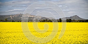 Canola Field and Mountains