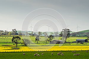 Canola field near Ballarat