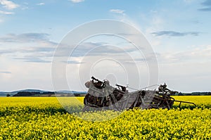 Canola field near Ballarat