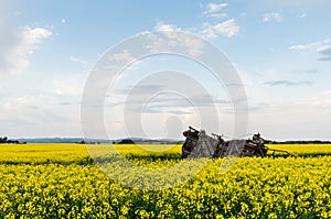 Canola field near Ballarat