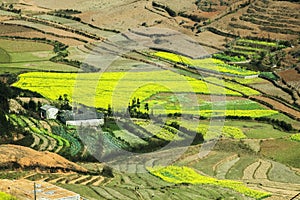 Canola field near house of ethnic minorities