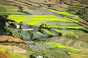 Canola field near house of ethnic minorities